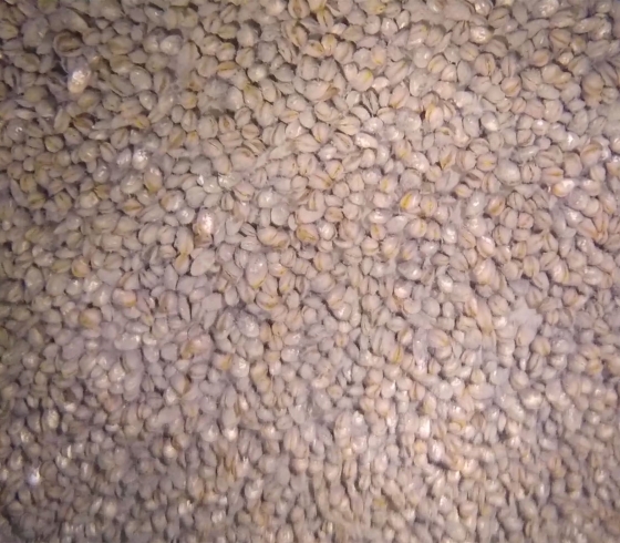 Image of lake floor showing thousands of clustered mussels