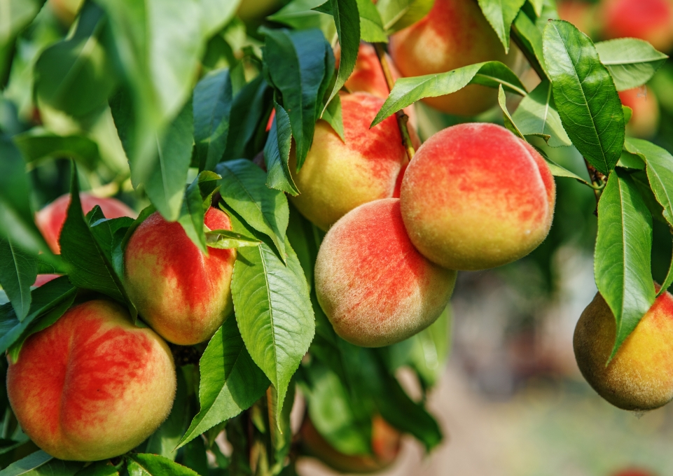 Closeup of peaches and leaves on a peach tree